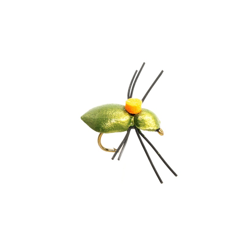 Whitlocks Bright Spot Beetle