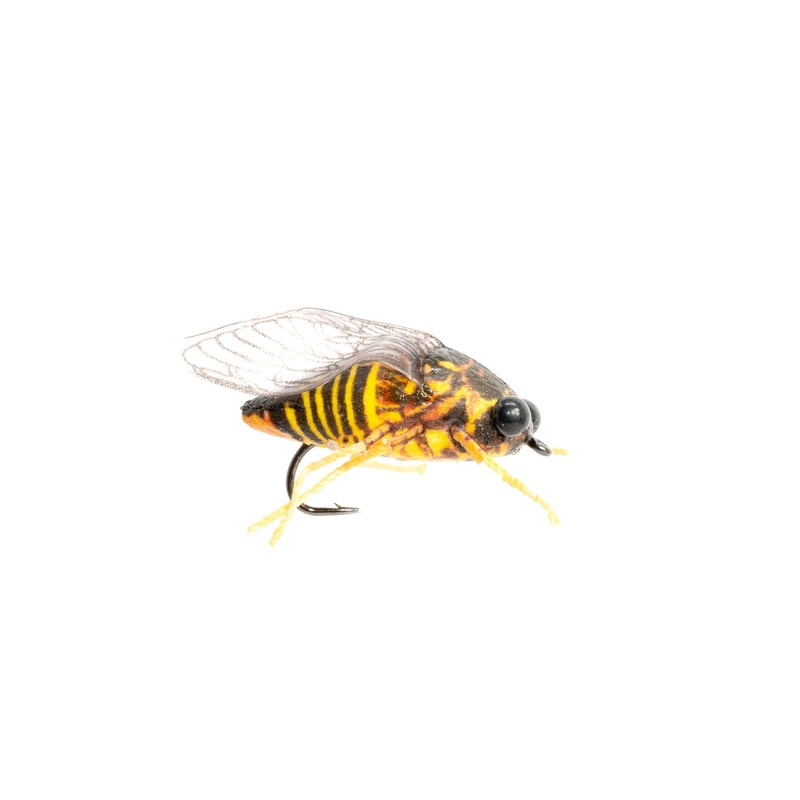 True Cicada