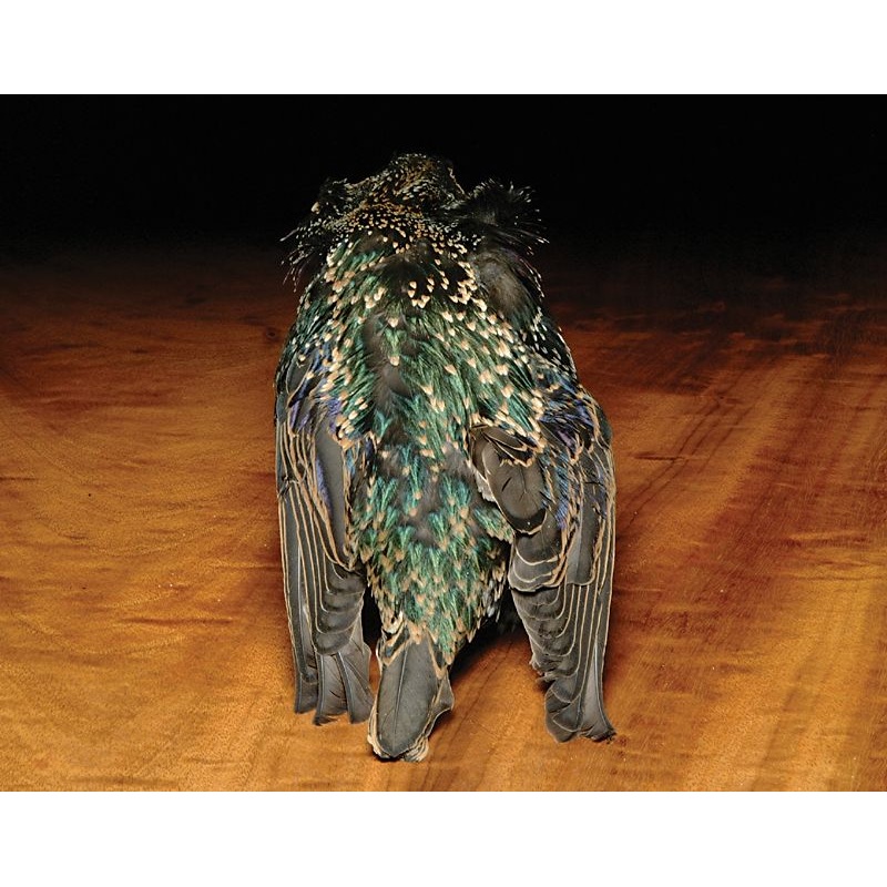Feather-Craft Premium Starling Skin