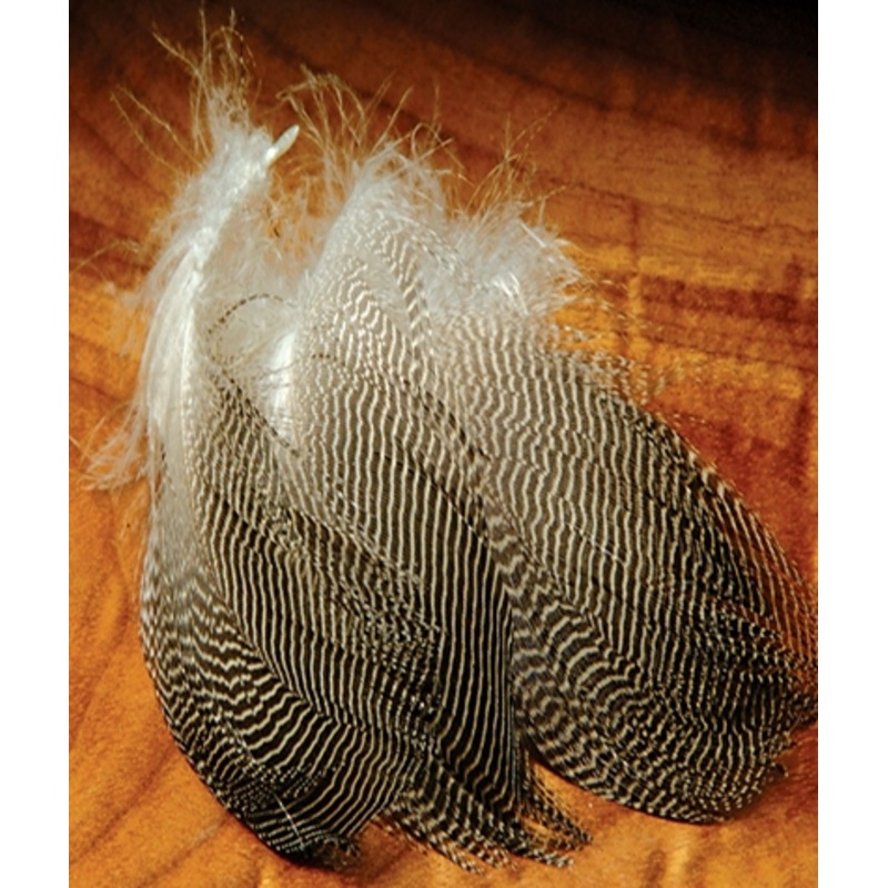Gadwall Flank
