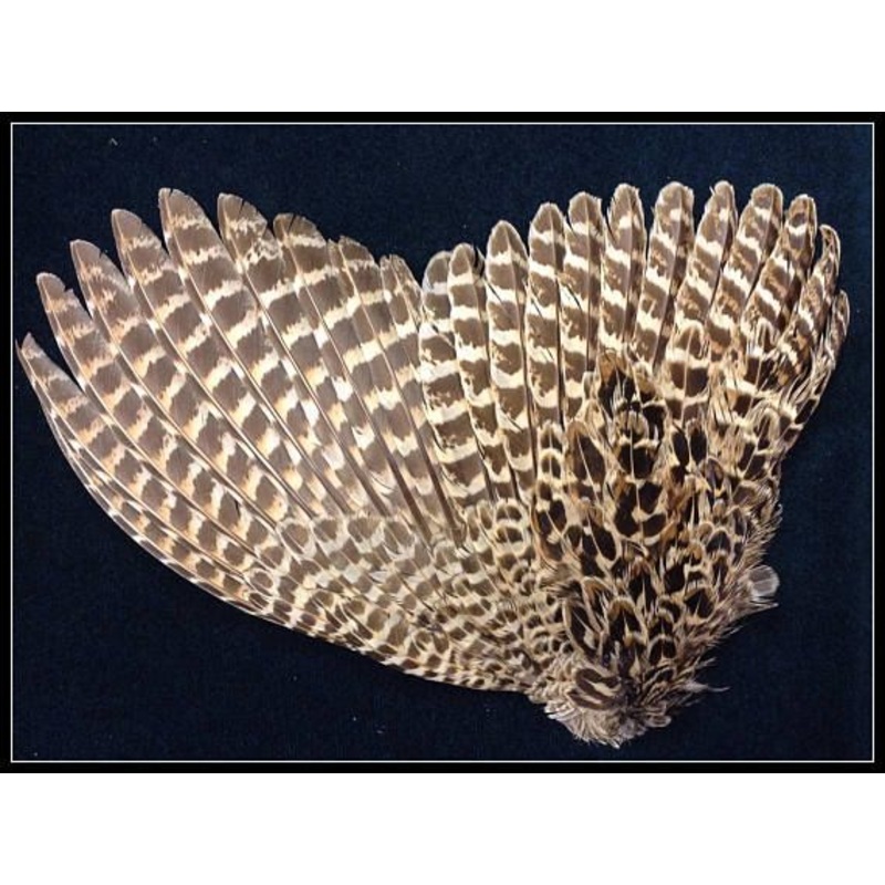 Hen Ringneck Pheasant Wings