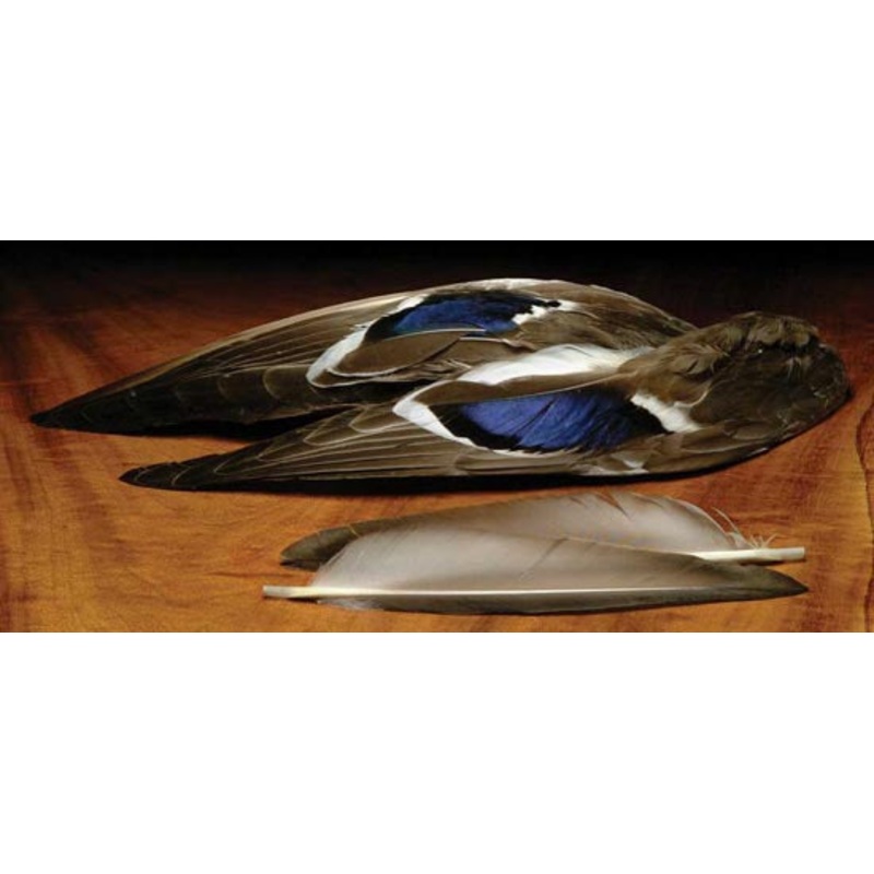 Paired Mallard Wing Tip Sections