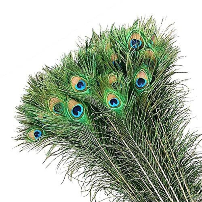 Peacock Eyes