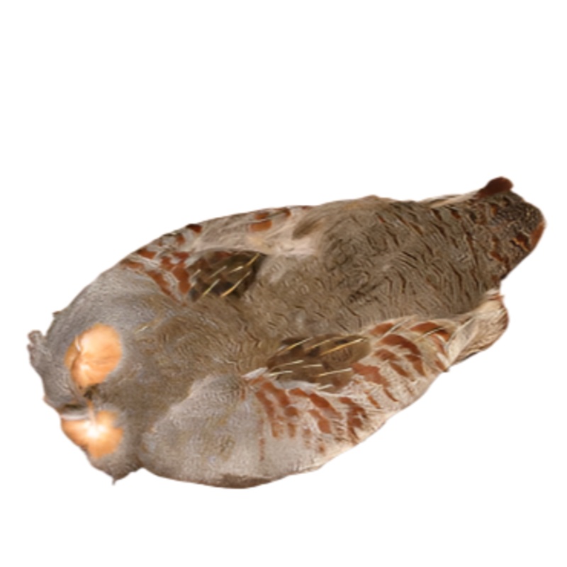 Pen Raised #1 Hungarian Partridge Skin With Wings