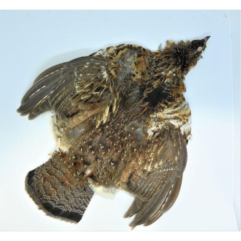 Ruffed Grouse Skin
