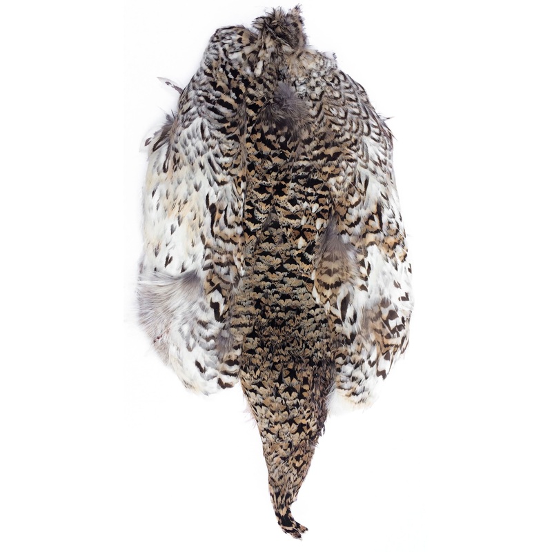 Sharptail Grouse Skin
