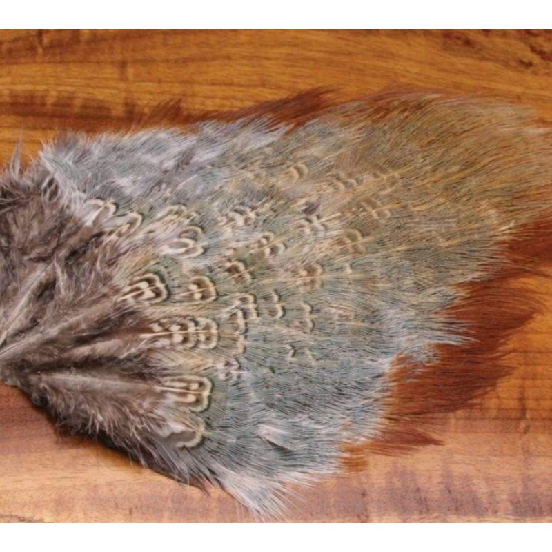Wild Cock Ringneck Pheasant Rump Patches