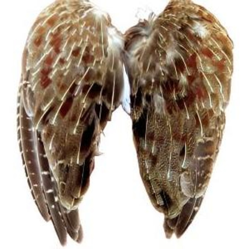 Wild Hungarian Partridge Wing Pairs