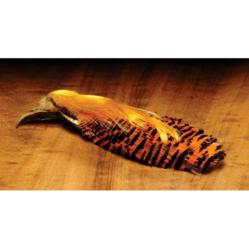 Complete Golden Pheasant Head