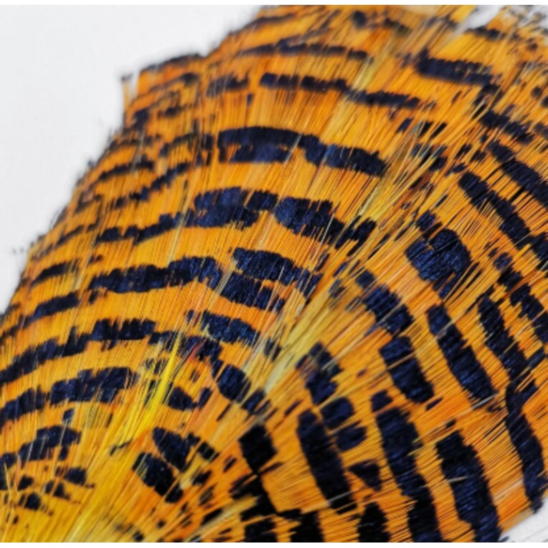 Golden Pheasant Tippet Section