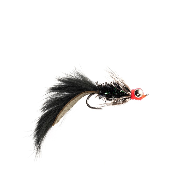 Fat Cat Leech
