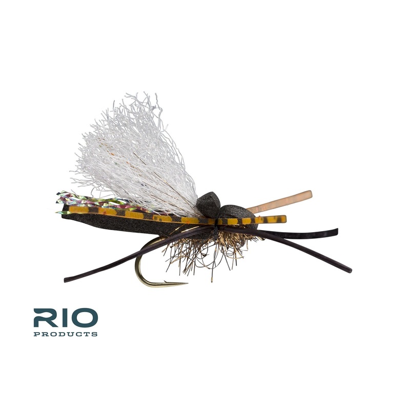 Flat Head Cicada