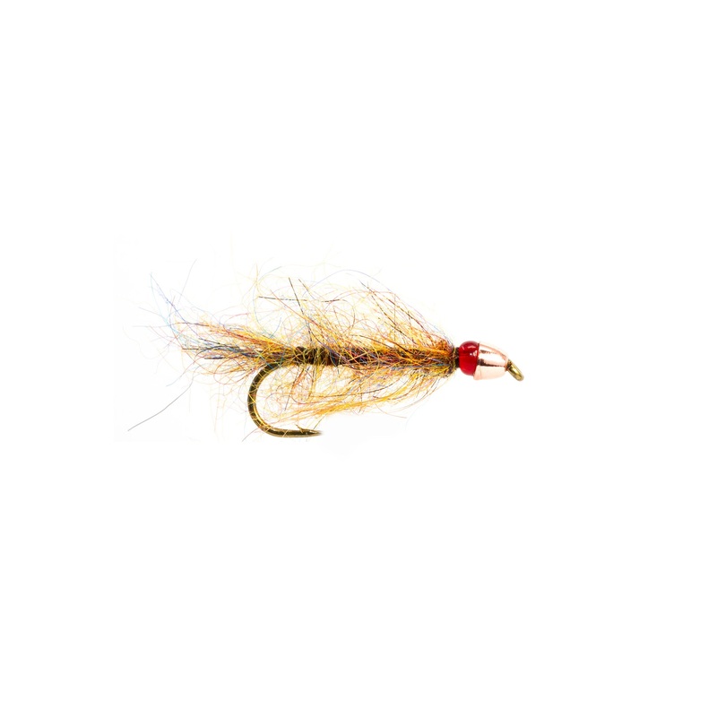 Ruby Eyed Leech