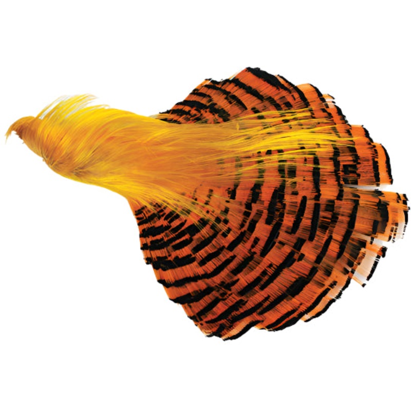 Golden Pheasant Complete Head