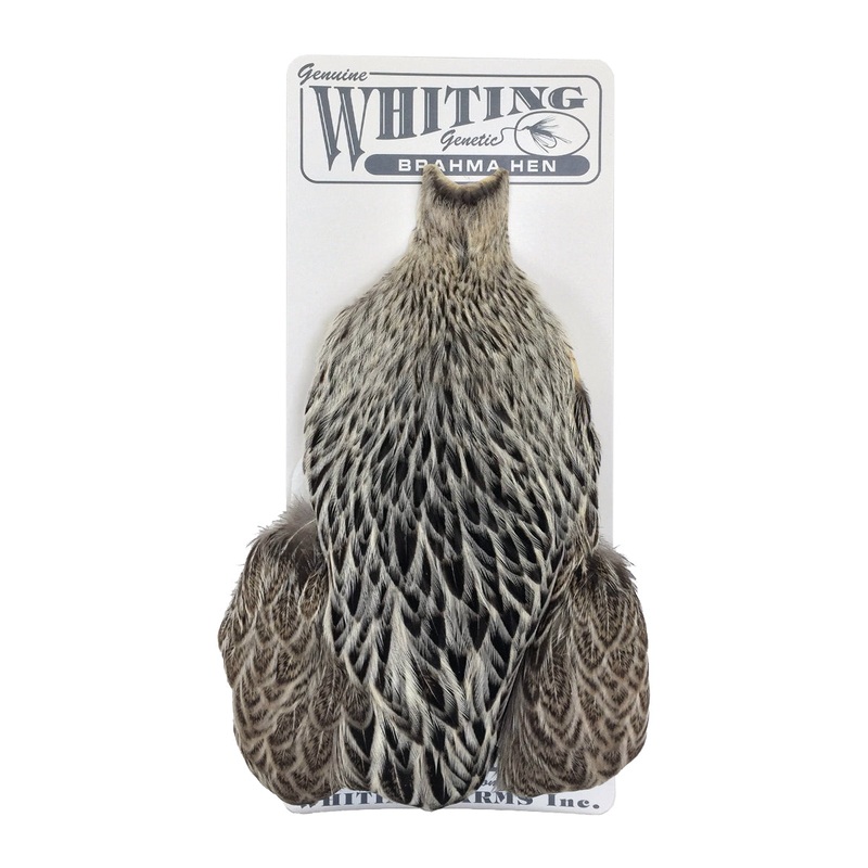 Whiting Brahma Hen Cape
