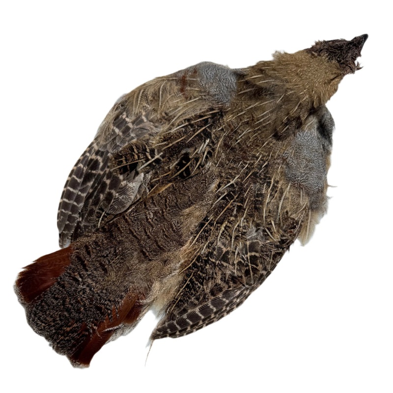 Wild Hungarian Partridge Skins – Grade-3