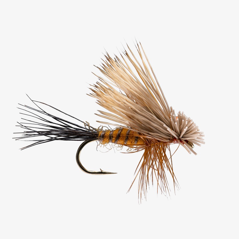 Hairwing Drake