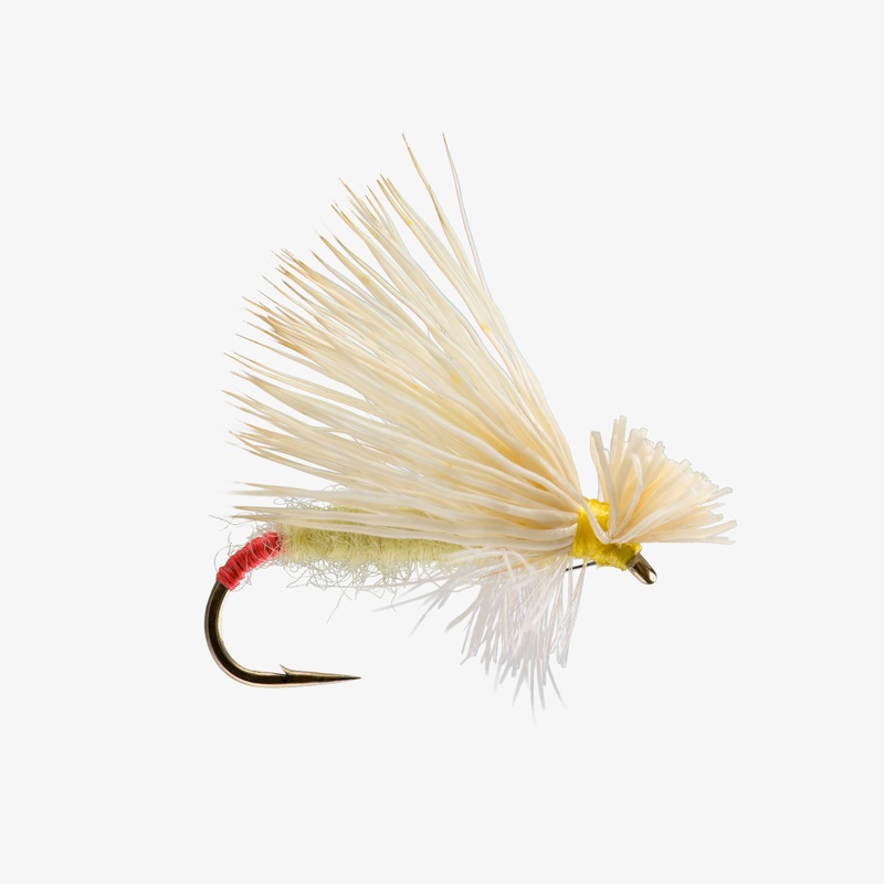 Hairwing Yellow Sally