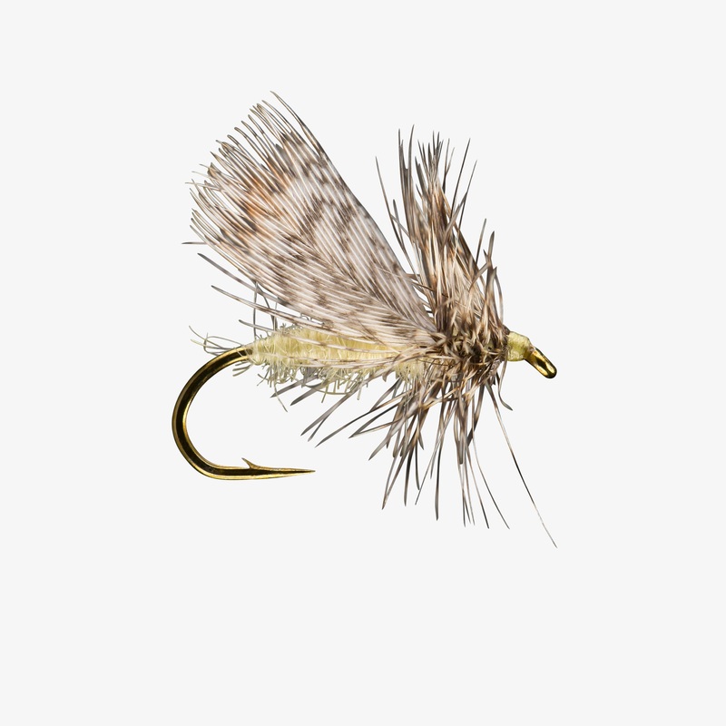 Spent Partridge Spruce Moth