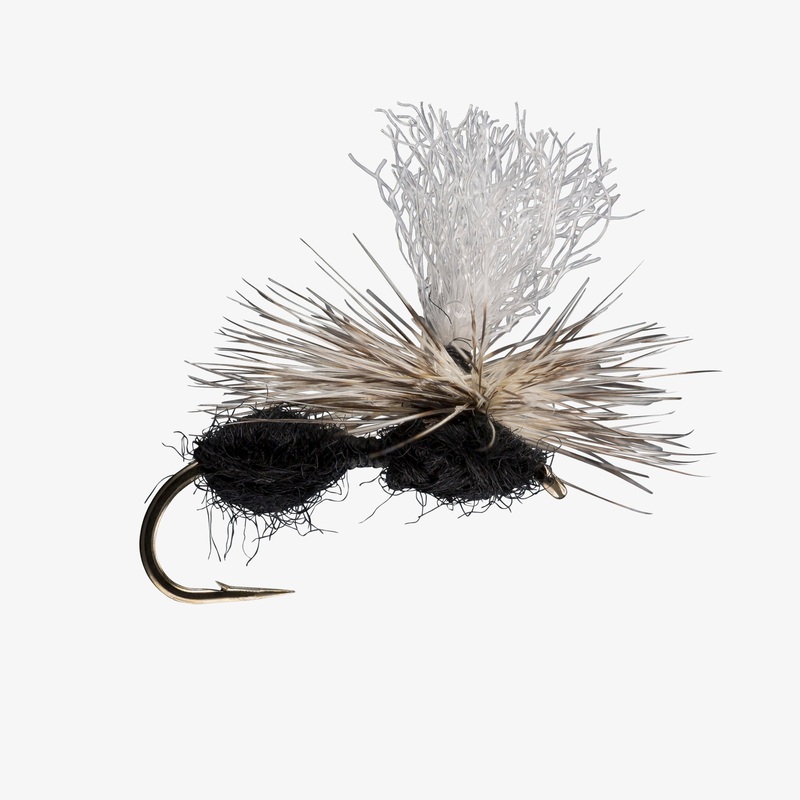 Parachute Ant