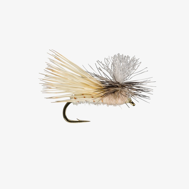 Parachute Spruce Moth