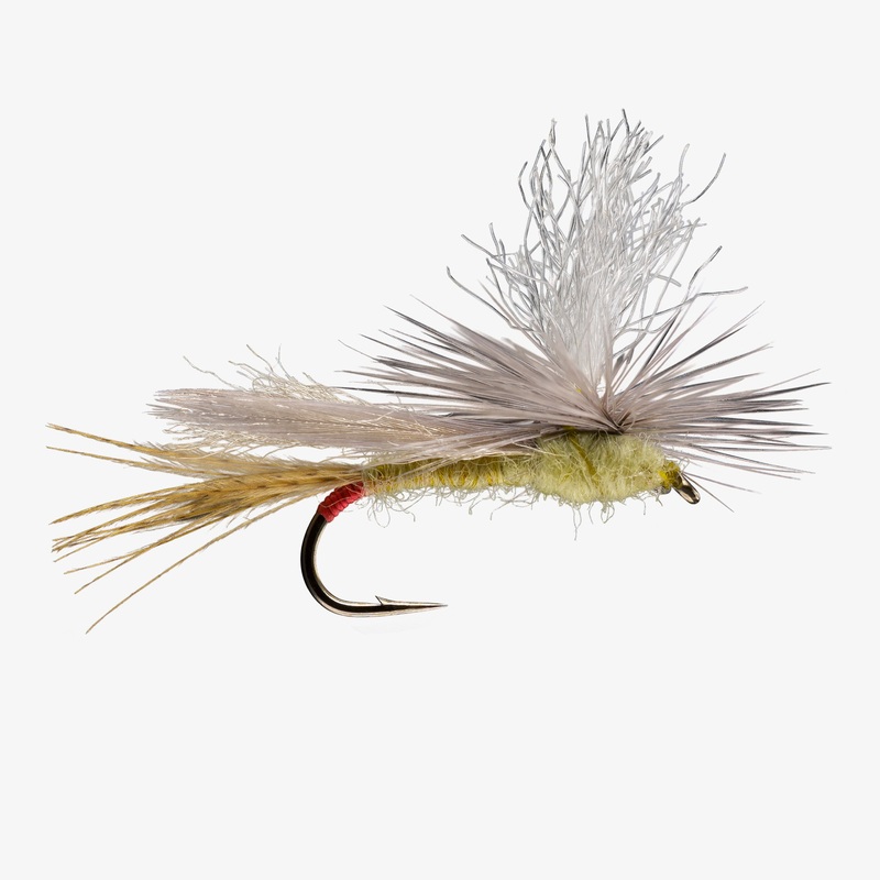 Parachute Yellow Sally