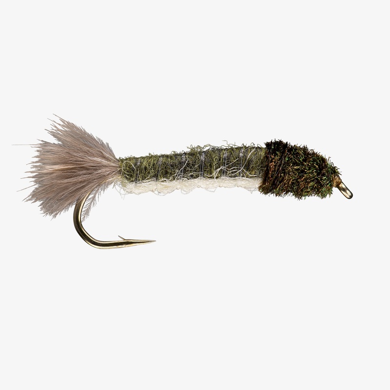 Crane Fly Larva