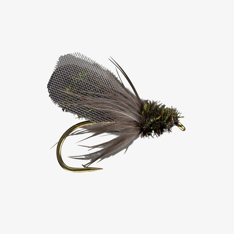House Fly