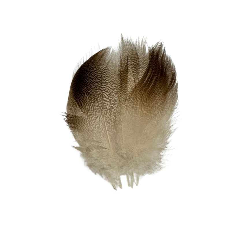 Wapsi – Bronze Mallard